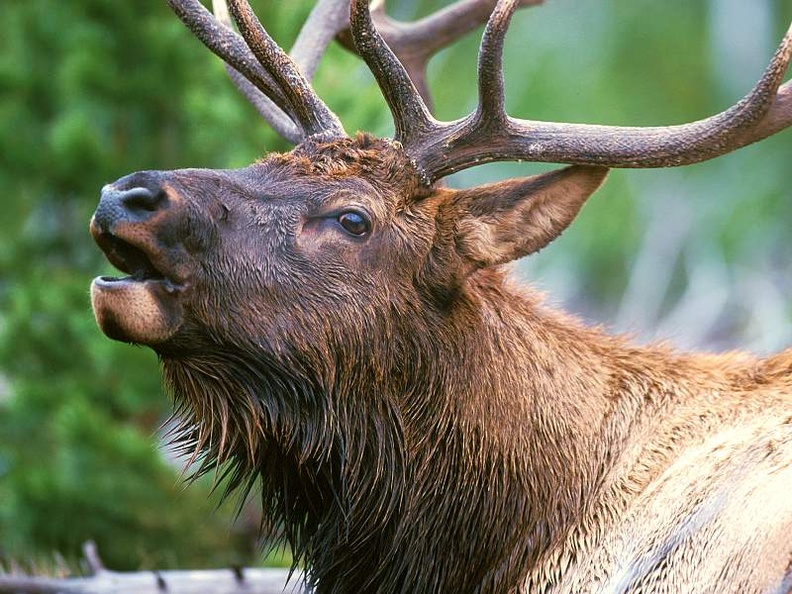 Bugling Rocky Mountain Bull Elk